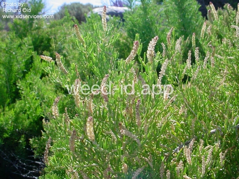 greasewood